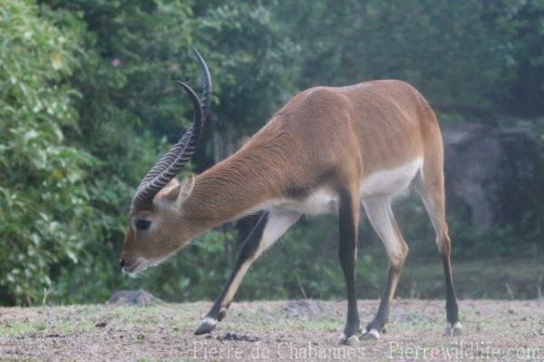 Kafue flats lechwe
