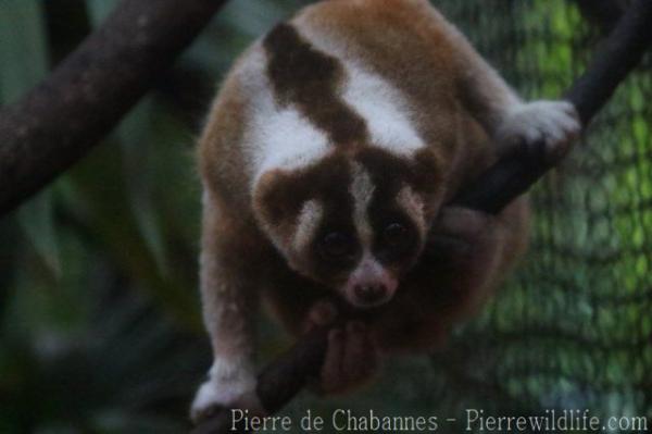 Javan slow loris