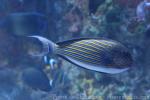 Lined surgeonfish