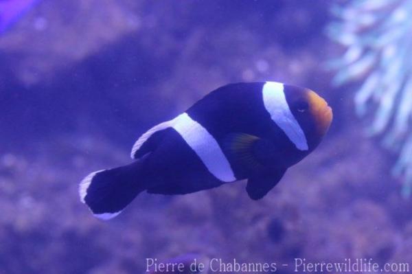 Sebae anemonefish