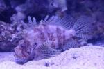 Dwarf lionfish