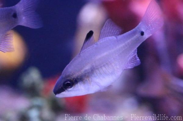 Half-barred cardinalfish