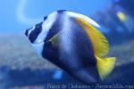 Singular bannerfish