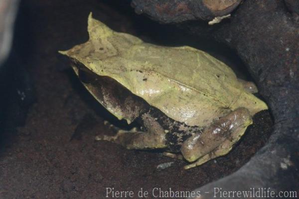 Malayan horned frog