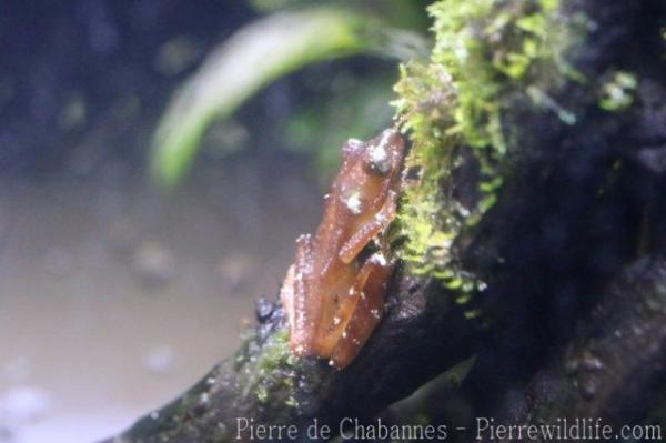 Javan Indonesian treefrog