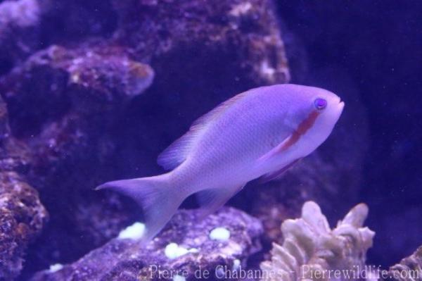 Red-cheeked fairy-basslet