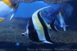 Moorish idol