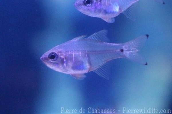 Gilbert's cardinalfish