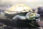 European pond turtle