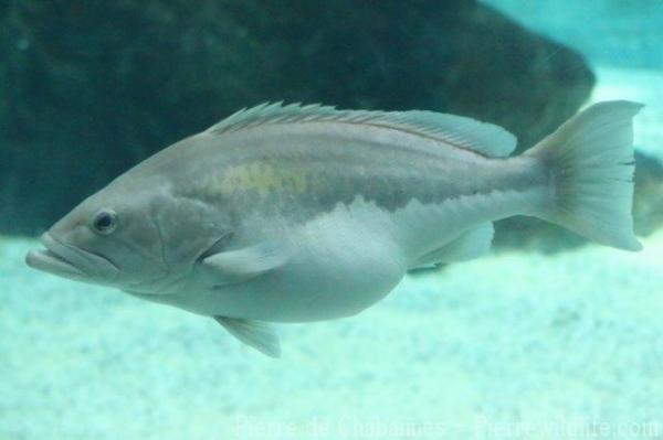 Goldblotch grouper