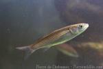 Golden grey mullet