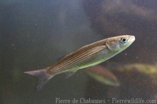 Golden grey mullet