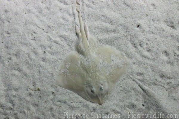 Mediterranean starry ray