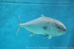 Greater amberjack