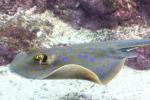 Bluespotted ribbontail ray