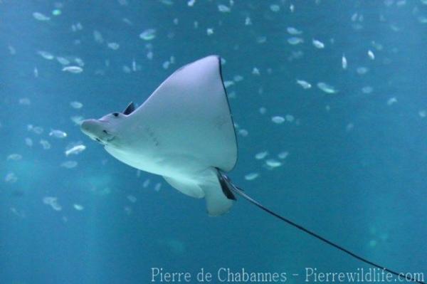 Ocellated eagle ray