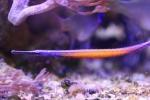 Janss' pipefish