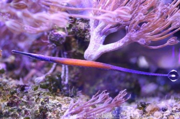 Janss' pipefish