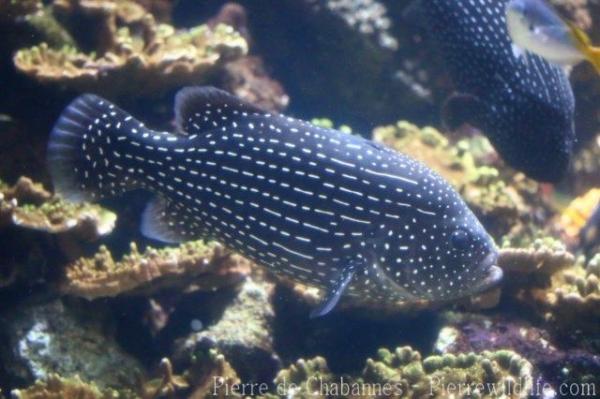 Goldenstriped soapfish