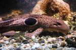 Epaulette shark