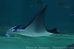 Giant manta