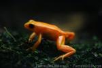 Golden mantella