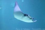 Lesser devil ray