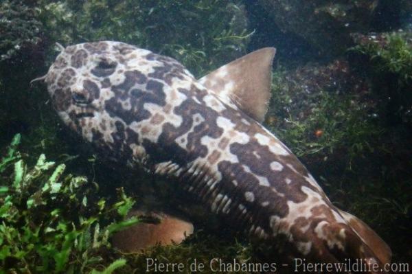 Western wobbegong