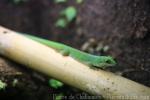 Pasteur's day gecko