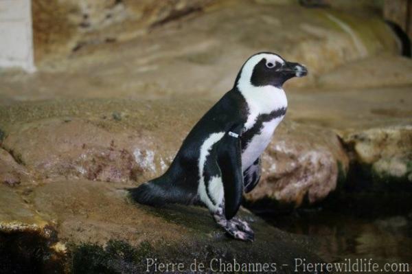 African penguin