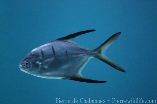 Great pompano