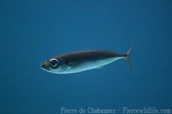 Blue jack mackerel