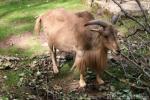 Aoudad