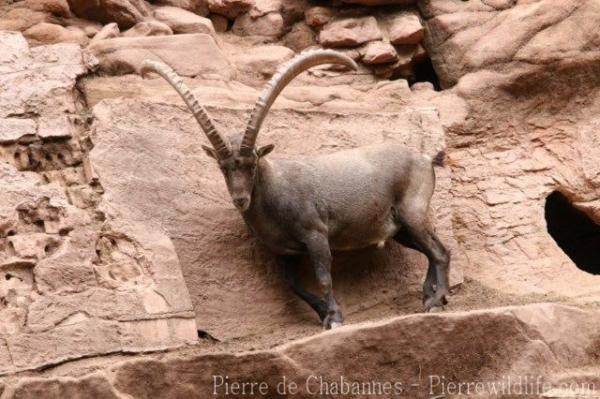 Alpine ibex