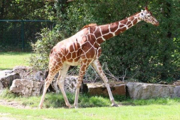 Reticulated giraffe