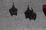 Pallas's long-tongued bat