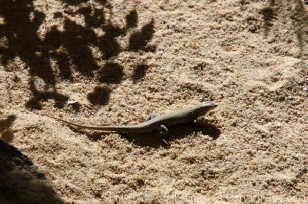 Bosc's fringe-toed lizard