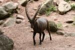 Alpine ibex