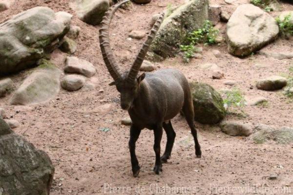 Alpine ibex