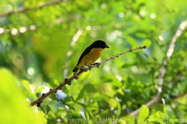 Violaceous euphonia