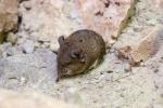 Short-eared elephant-shrew