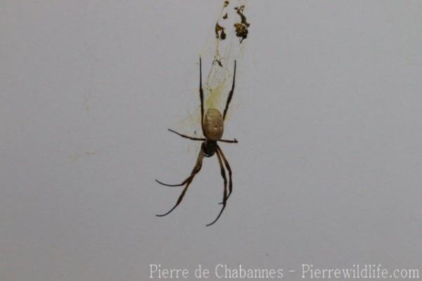 Australian golden orb-weaver