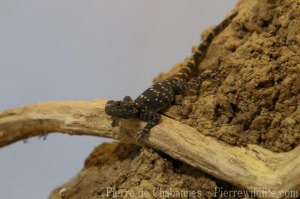 Roughtail rock agama