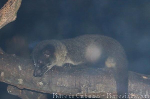 Small-toothed palm civet