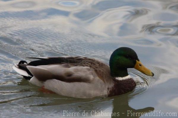 Mallard