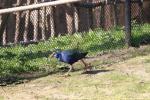 African swamphen