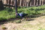 African swamphen