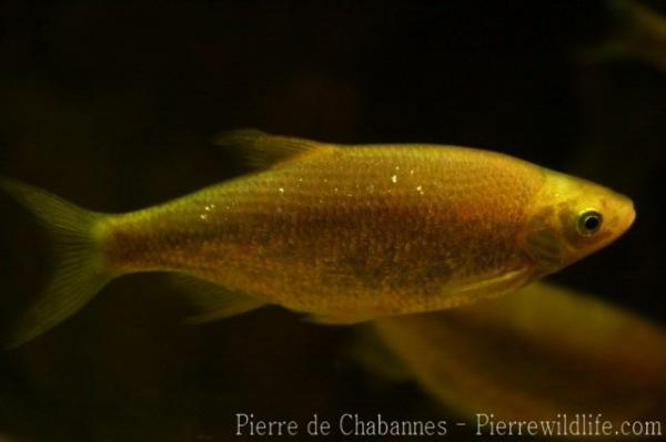 Golden shiner