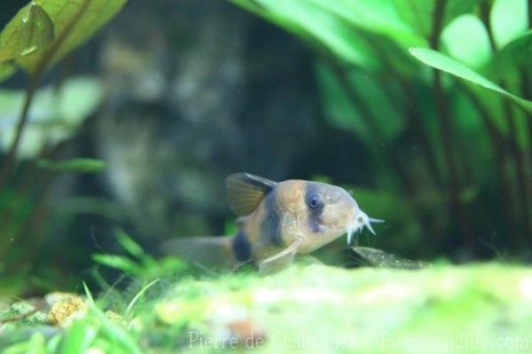 Twosaddle corydoras