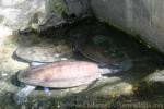 Northern river terrapin